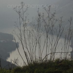 fennel against the River Sil Canyon 600 pix